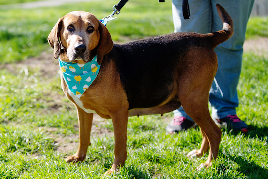 You are currently viewing Adopt-a-Pet June 6