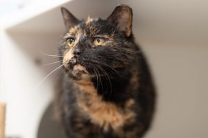 Read more about the article Adopt-a-Pet June 27