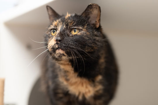 You are currently viewing Adopt-a-Pet June 27