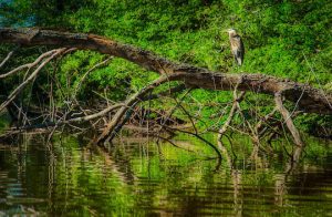 Read more about the article Photo of the Week: Standing Watch