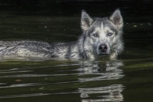 Read more about the article Photo of the Week: The Gaze