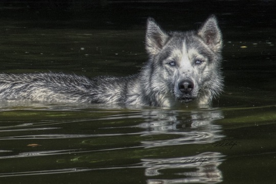 You are currently viewing Photo of the Week: The Gaze