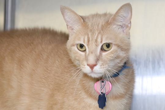 You are currently viewing Adopt-a-Pet July 25