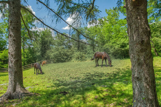 You are currently viewing Photo of the Week: Grazin’ in the Grass