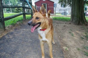 Read more about the article Adopt-a-Pet July 18