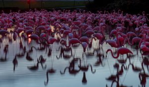 Read more about the article Light: Installations by Bruce Munro at Longwood Gardens