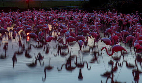 You are currently viewing Light: Installations by Bruce Munro at Longwood Gardens