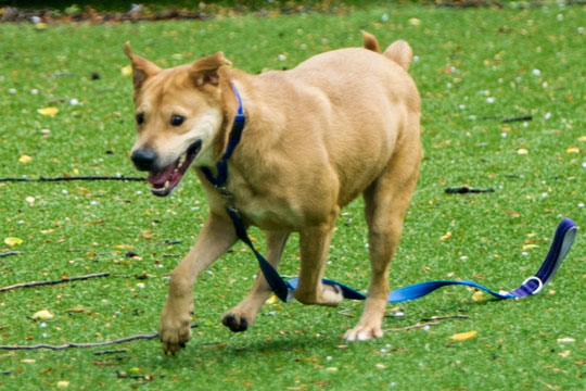 You are currently viewing Adopt-a-Pet July 4