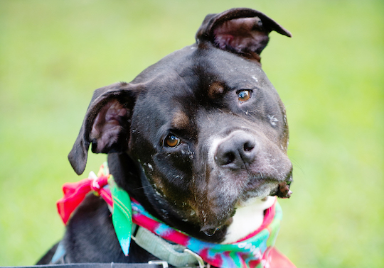 You are currently viewing Adopt-a-Pet Aug. 29