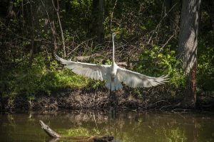 Read more about the article Photo of the Week: Lift Off