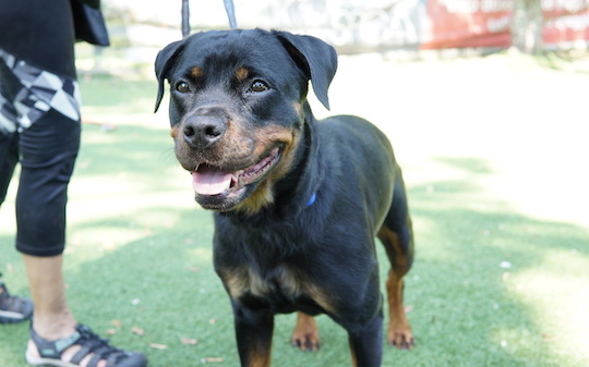 You are currently viewing Adopt-a-Pet Aug. 15