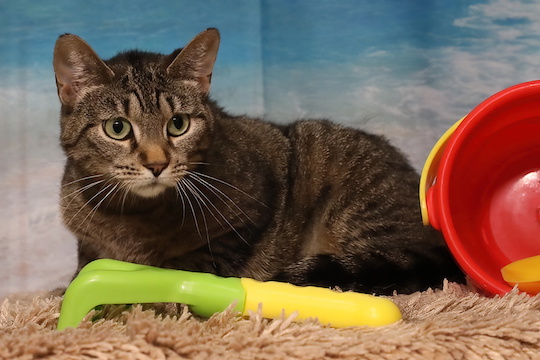 You are currently viewing Adopt-a-Pet Aug. 22