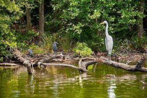 Read more about the article Photo of the Week: Rare sight