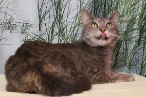 Read more about the article Adopt-a-Pet Sept. 5