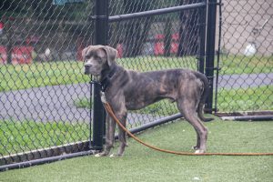 Read more about the article Adopt-a-Pet Sept. 12