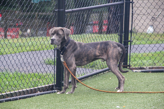You are currently viewing Adopt-a-Pet Sept. 12