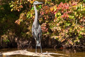 Read more about the article Photo of the Week: Autumn Creeps In