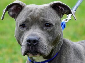 Read more about the article Adopt-a-Pet Oct. 10