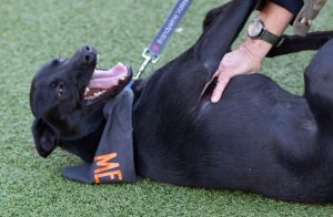 Read more about the article Adopt-a-Pet Oct. 24