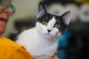 Read more about the article Adopt-a-Pet Oct. 17