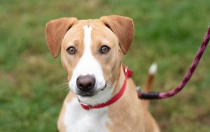 Read more about the article Adopt-a-Pet Nov. 7