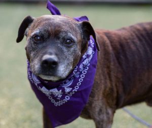 Read more about the article Adopt-a-Pet Nov. 21