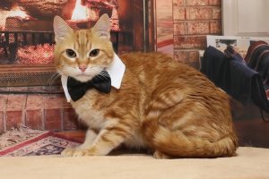 Read more about the article Adopt-a-Pet Jan. 30