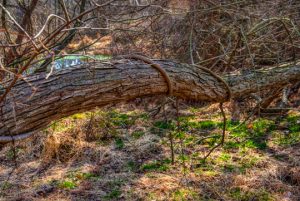 Read more about the article Photo of the Week: Wrapped in Texture