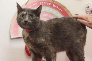 Read more about the article Adopt-a-Pet Feb. 13