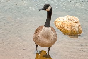Read more about the article Photo of the Week: Plump