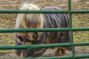Read more about the article Photo of the Week: Behind Bars