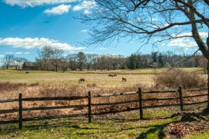 Read more about the article Photo of the Week: Grazing in Sunshine
