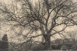 Read more about the article Photo of the Week: Rooted in History