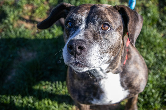 You are currently viewing Adopt-a-Pet May 1