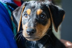Read more about the article Adopt-a-Pet April 17