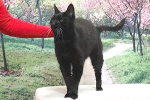Read more about the article Adopt-a-Pet April 24