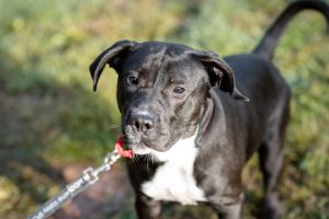 Read more about the article Adopt-a-Pet May 15