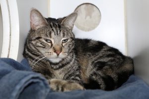 Read more about the article Adopt-a-Pet May 8