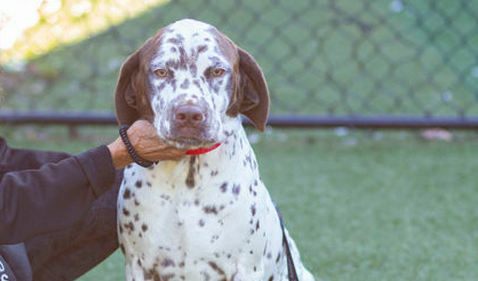 You are currently viewing Adopt-a-Pet May 29