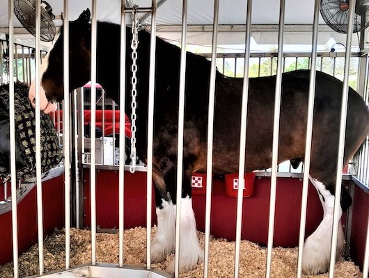 Read more about the article Blogging Along the Brandywine: ‘Beer for my horses’