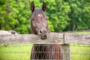 Read more about the article Photo if the Week: Inquisitive