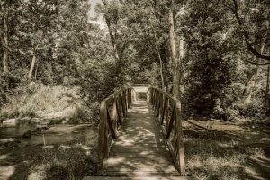 Read more about the article Photo of the Week: The Crossing