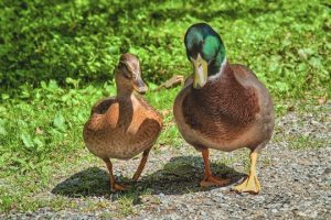 Read more about the article Photo of the Week: Saturday in the Park