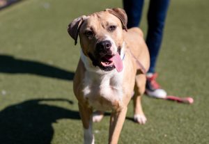 Read more about the article Adopt-a-Pet July 24