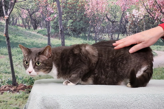 You are currently viewing Adopt-a-Pet July 17