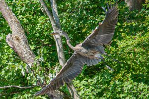 Read more about the article Photo of the Week: Aloft