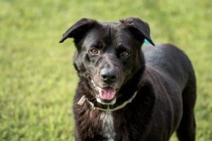 Read more about the article Adopt-a-Pet Aug. 14