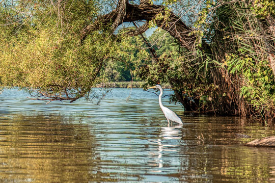 You are currently viewing Photo of the Week: Egret Under Arch