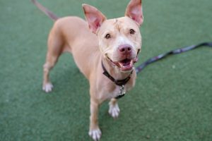 Read more about the article Adopt-a-Pet Sept. 11