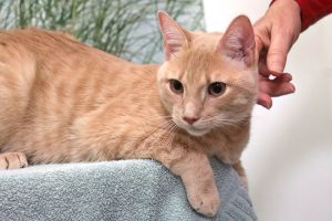 Read more about the article Adopt-a-Pet Sept. 25